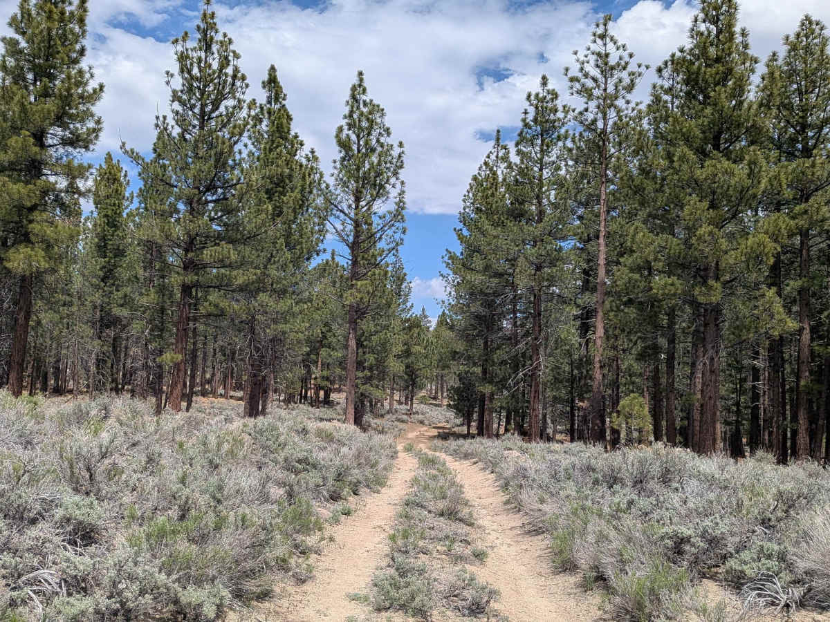 Taylor Creek - FS 24S43 photo 6