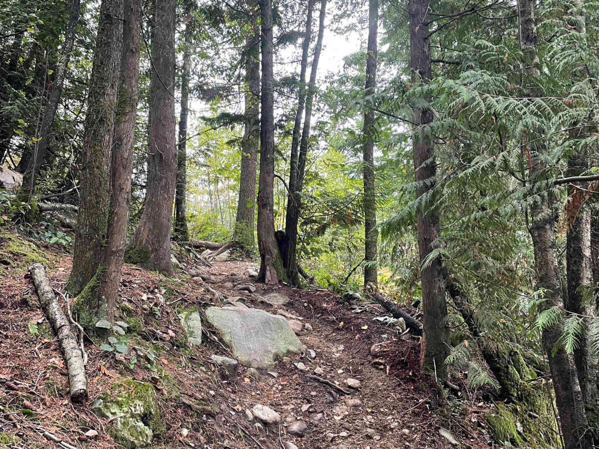 Bears at the Dump trail photo