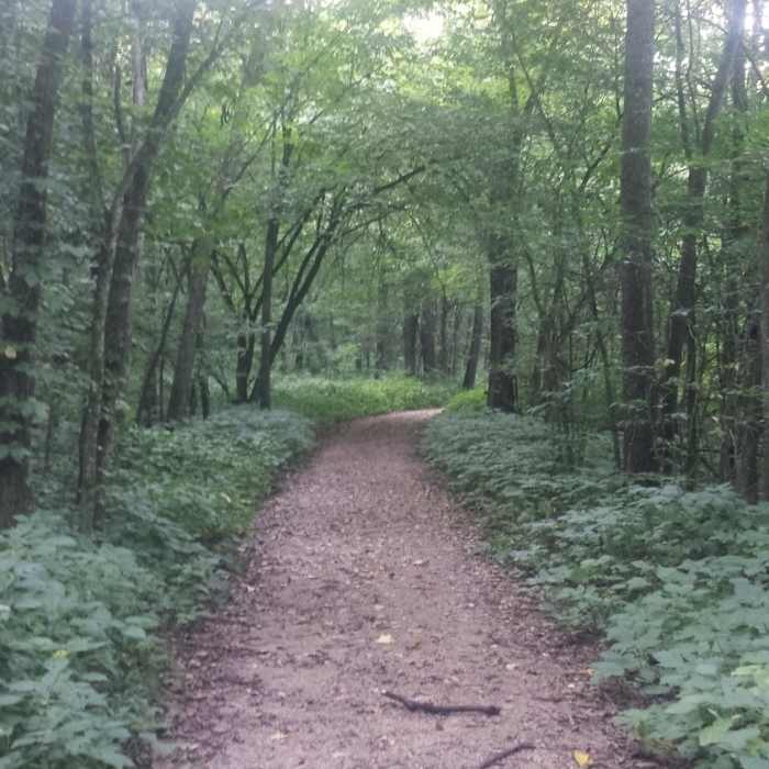 Lush Greenery at 7 Mile Creek Near Seven Mile Creek Hike