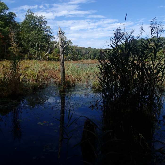 Near Beaver Marsh Loop