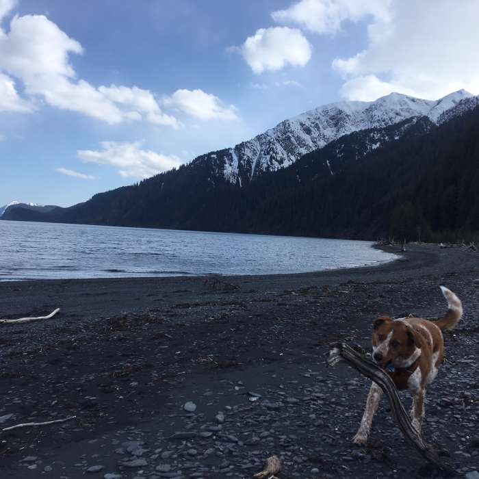 Loads of sticks to chase on Tonsina Point Near Tonsina Point Out and Back