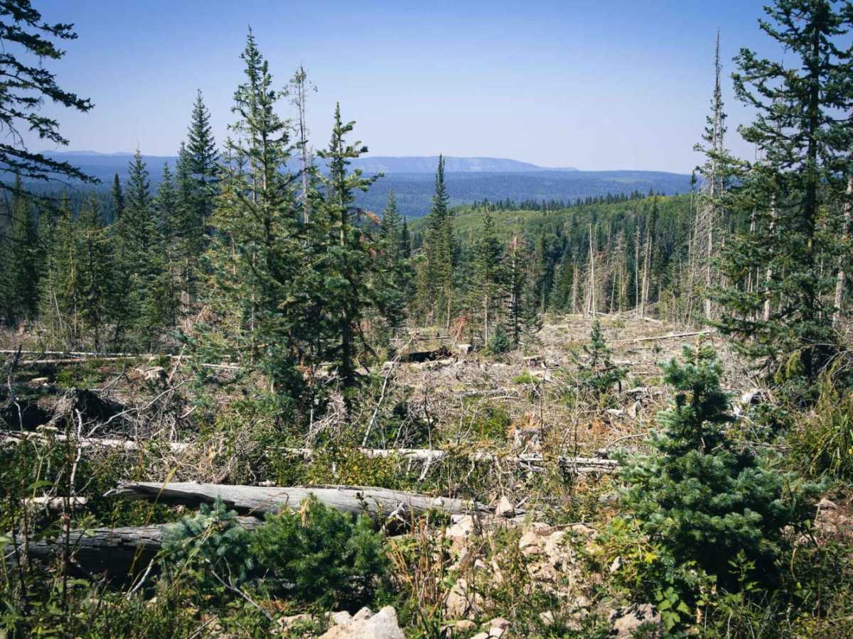 Middle Blue Creek trail photo