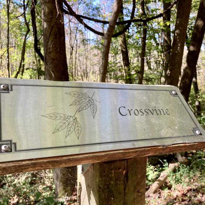 Near Cumberland River Bicentennial Trail Near Cumberland River Bicentennial Trail