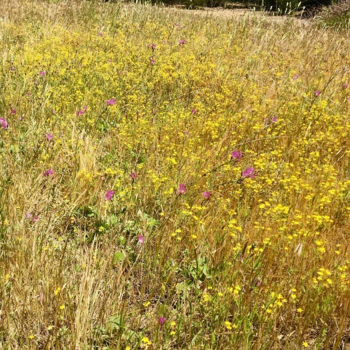 Near Lower Descanso Creek Trail