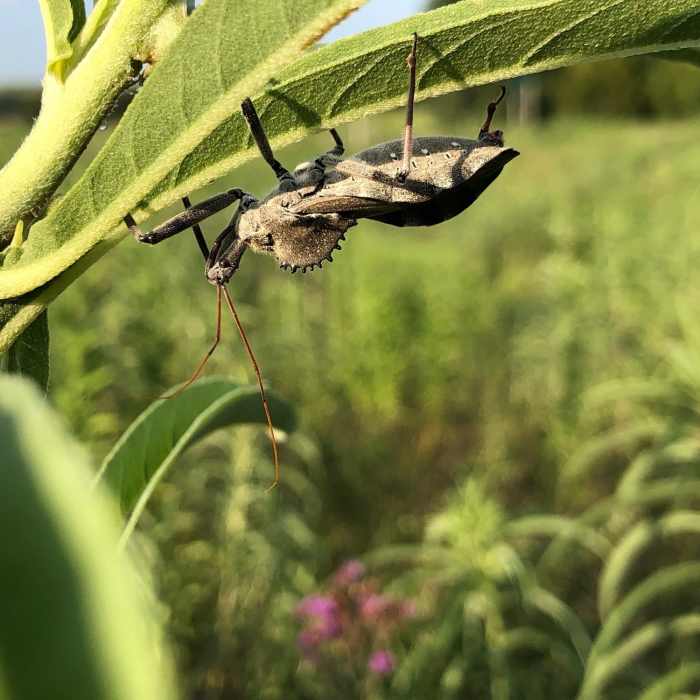 Assassin bug along the trail. Near PrairyArt Path