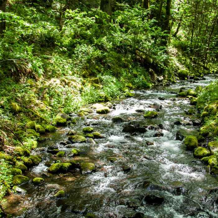 Near Gorge Trail #400 Hike