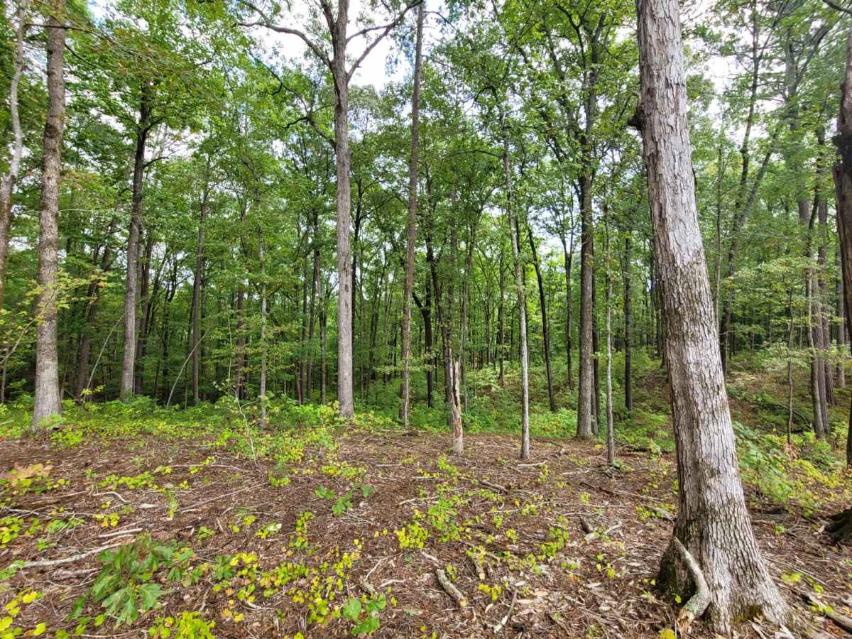 Lane Cemetery Trail trail photo