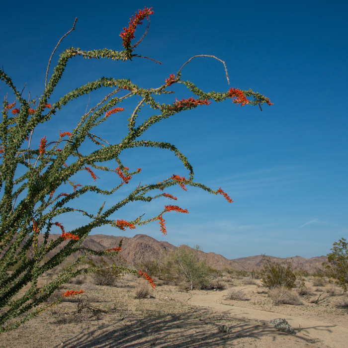 Near Bajada Nature Trail