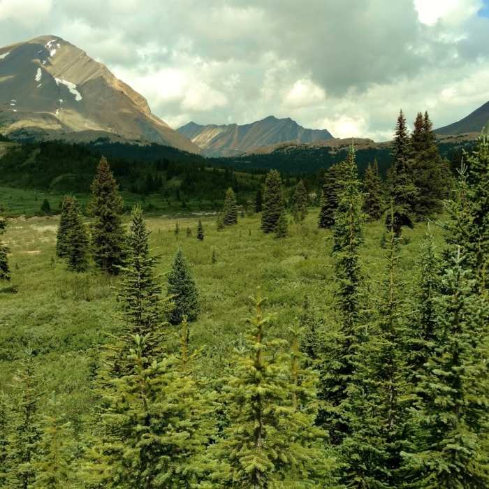 The forest thins into meadows dotted with firs as the trail climbs to Nigel Pass from the Nigel Creek Trailhead. Headwater streams of Nigel Creek run to the left of the trail. Near Brazeau Loop