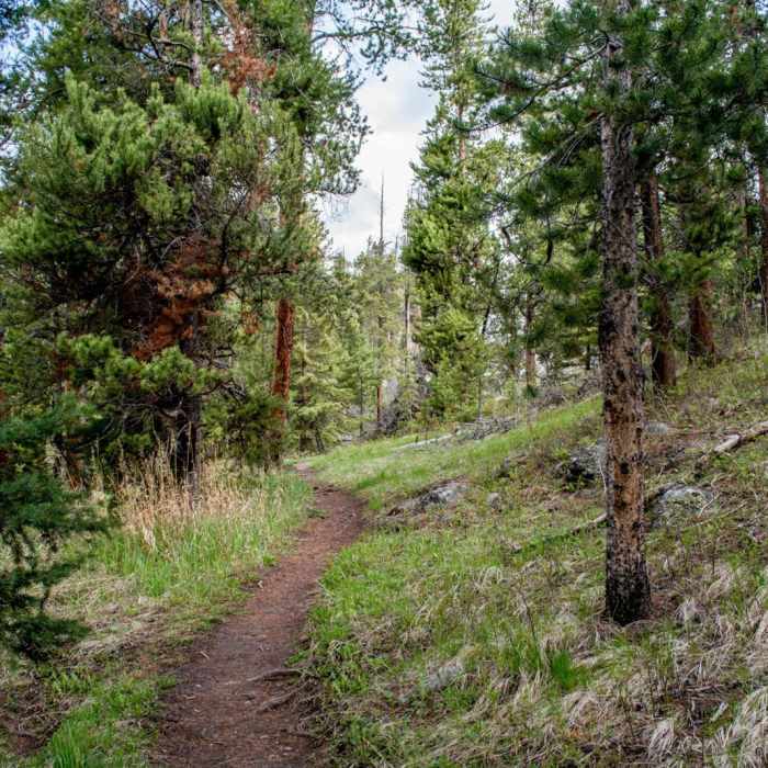 Near Crazy Creek Falls