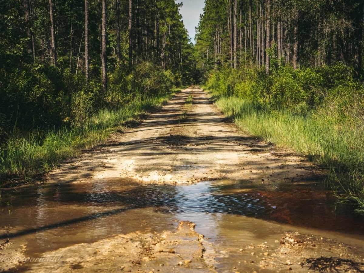 Four Creeks State Forest Main Road photo 4
