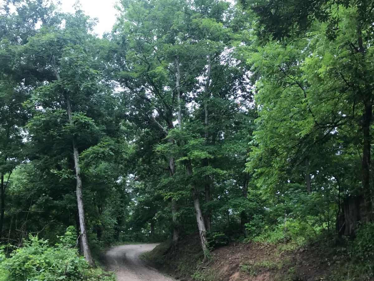 Coffee Tea Road trail photo