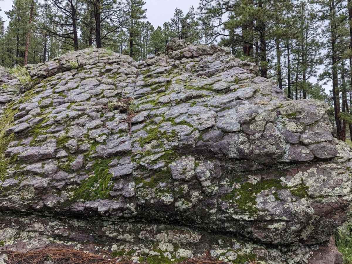 Mushroom Loop photo 5