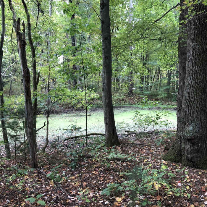 Near Victory Woods Trail