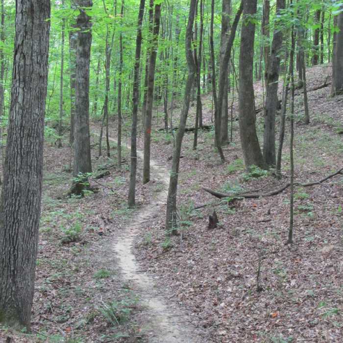 A nice section of the Sheep Ranch Trail. Near Log Jump Trail