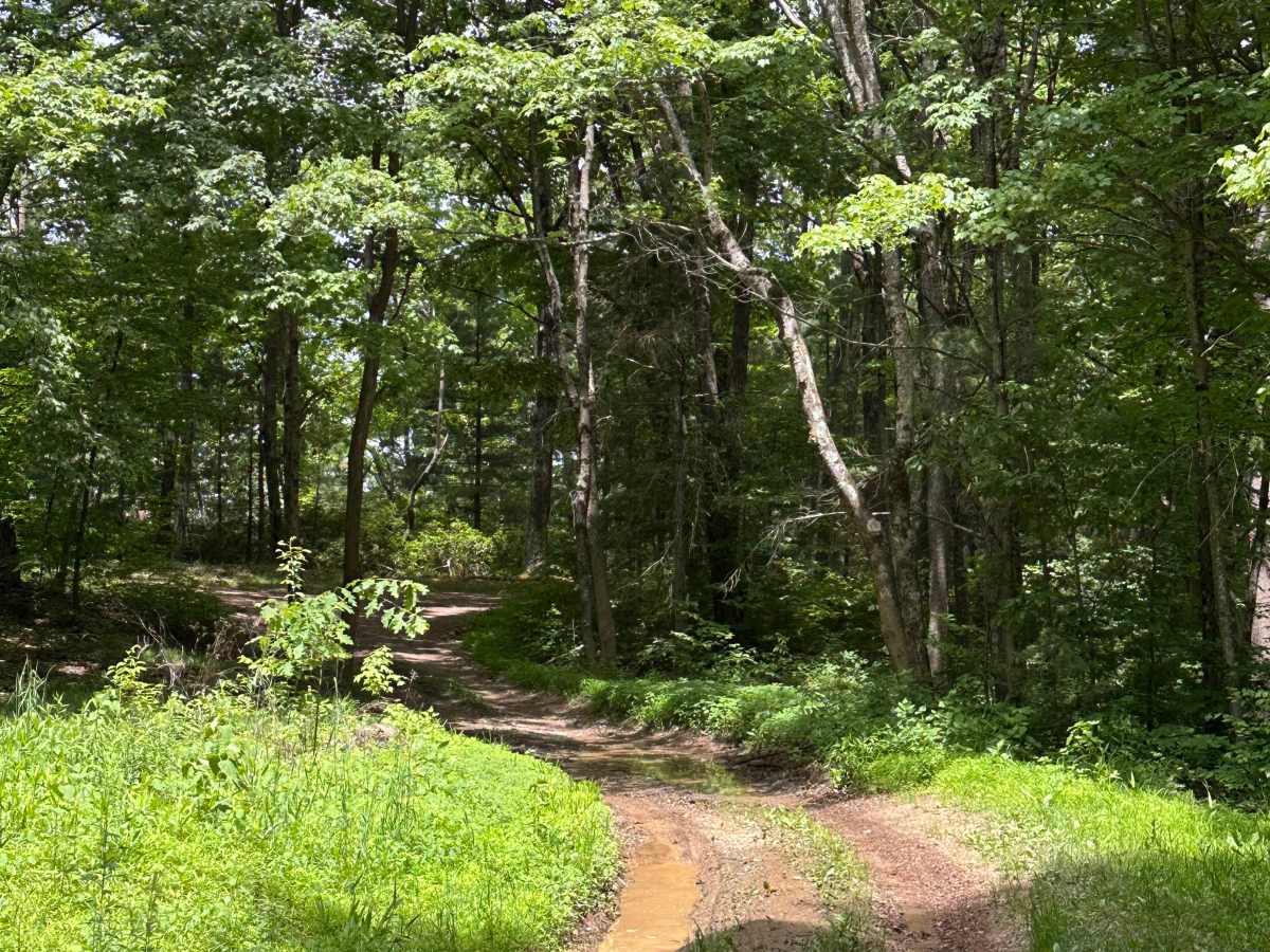 Reddish Spur  photo 6