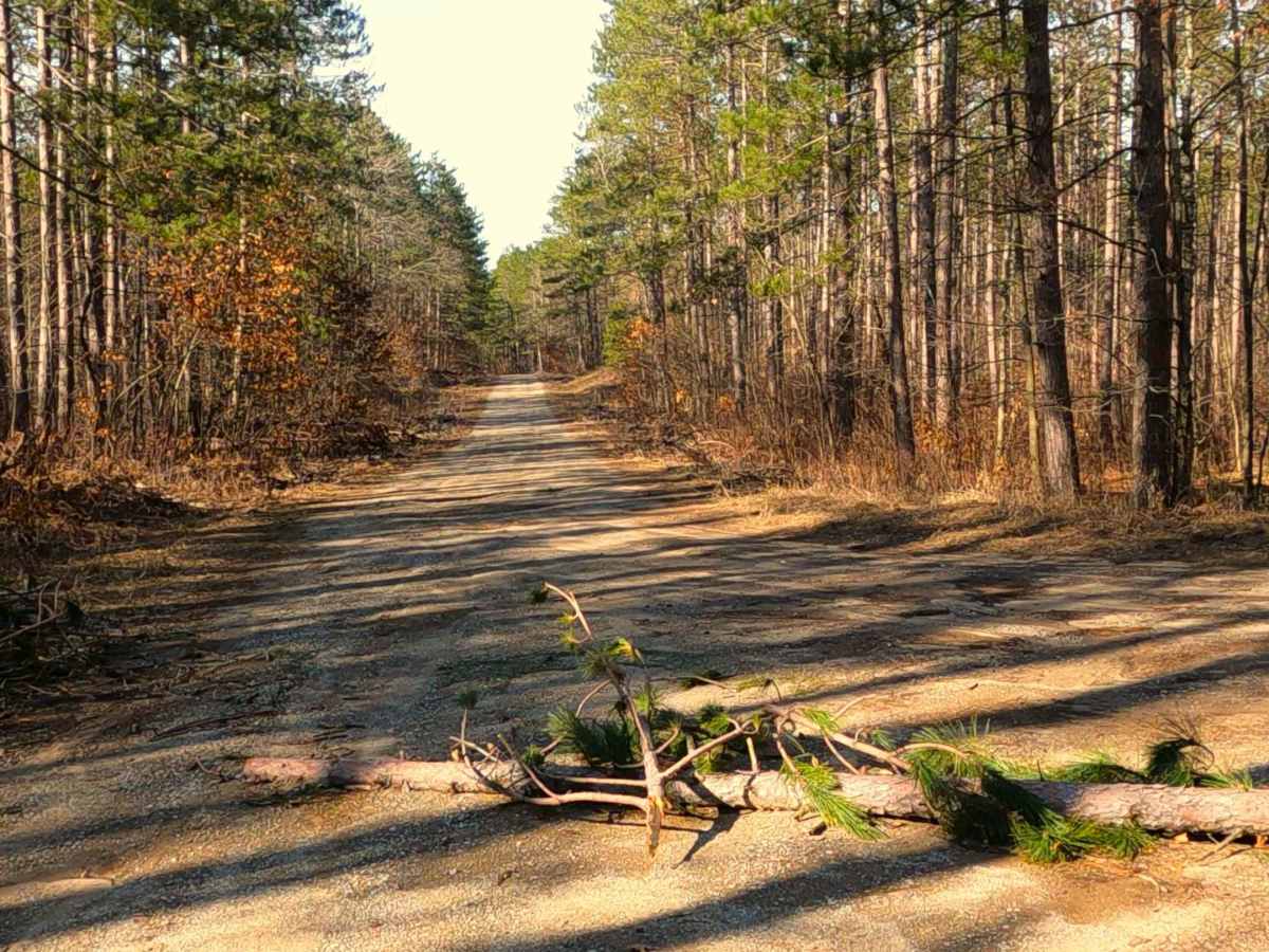 Summers Road - FS 4451 photo 2