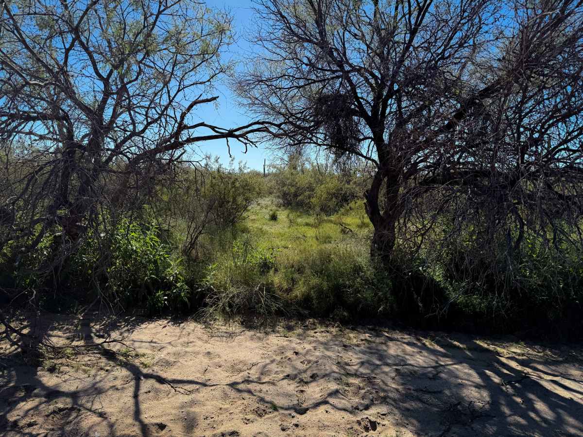Bogard Wash  photo 6