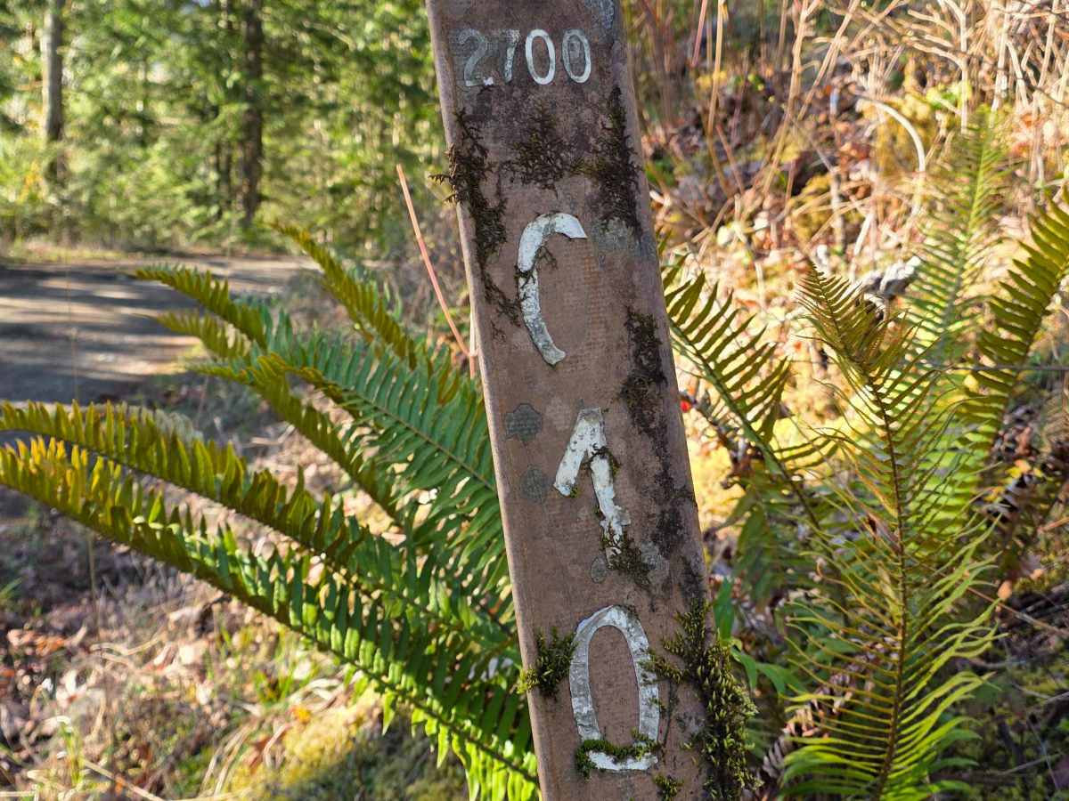 Big Quil Dam Road trail photo