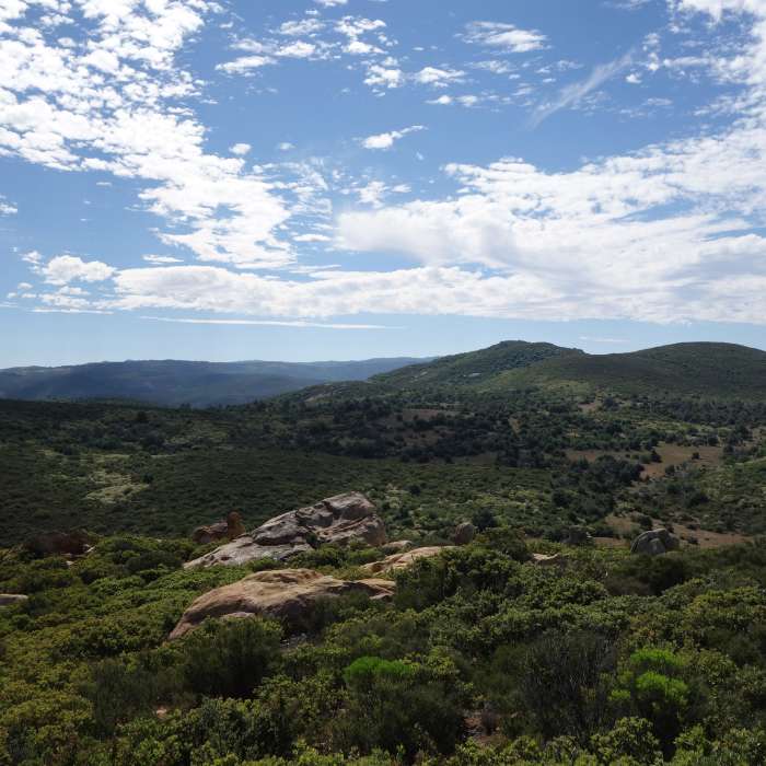 Near Oakzanita Summit Trail