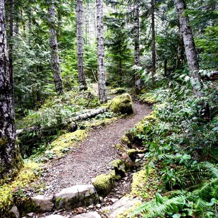 This trail has been expertly built with ample built-in drainage. Near Big Creek Campground Trail #827