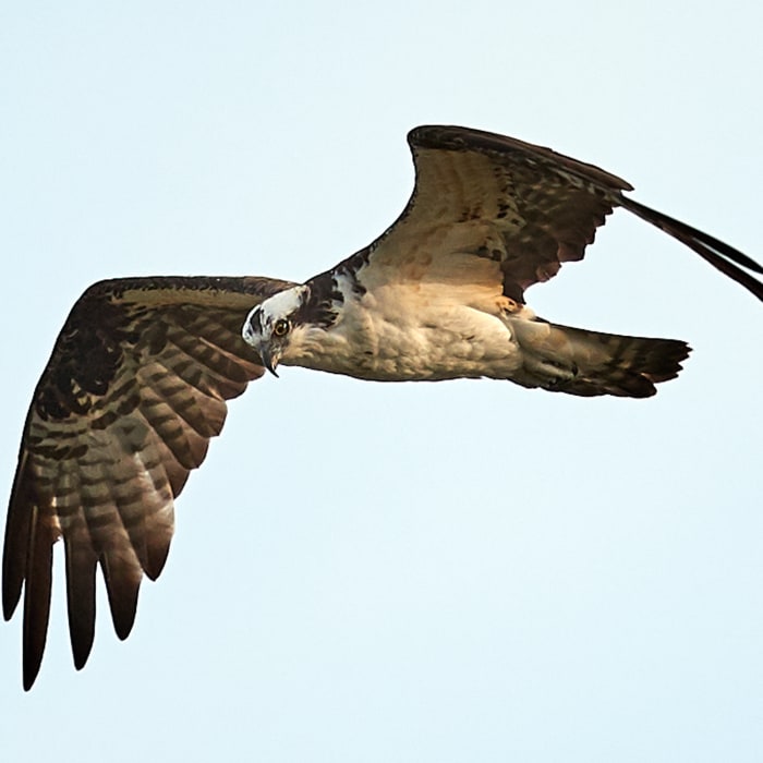 Near Pondhawk Natural Area