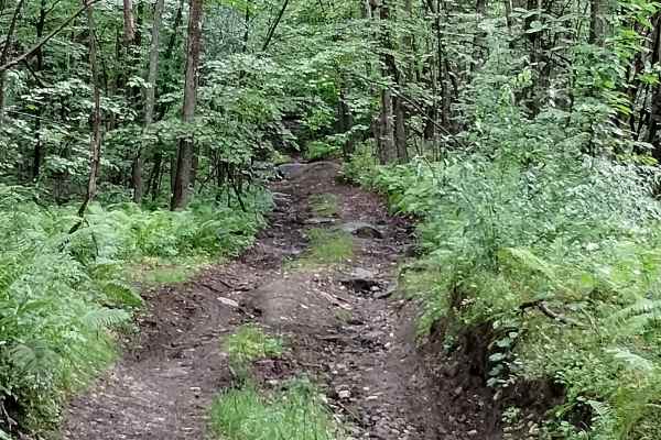 Cliffard Pond Trail