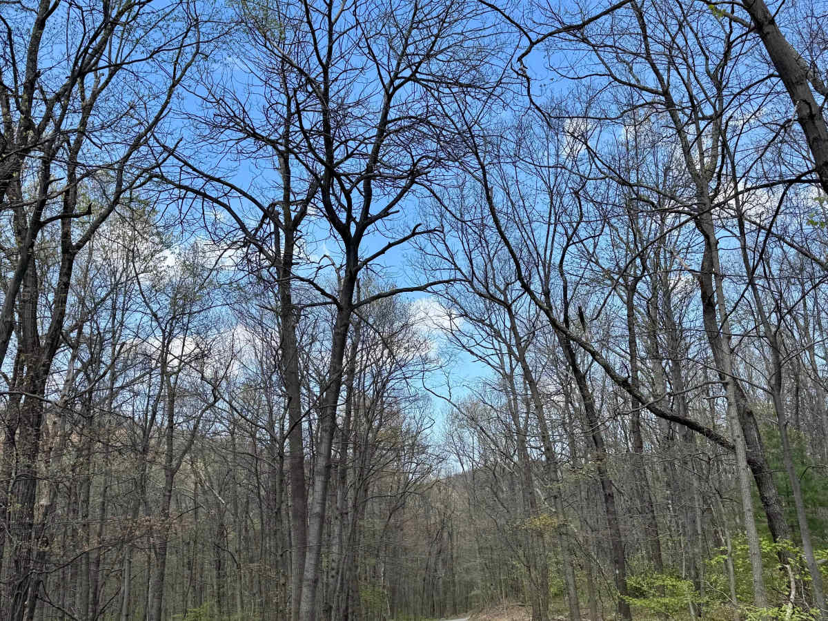 Wynn Gap Rd photo 4