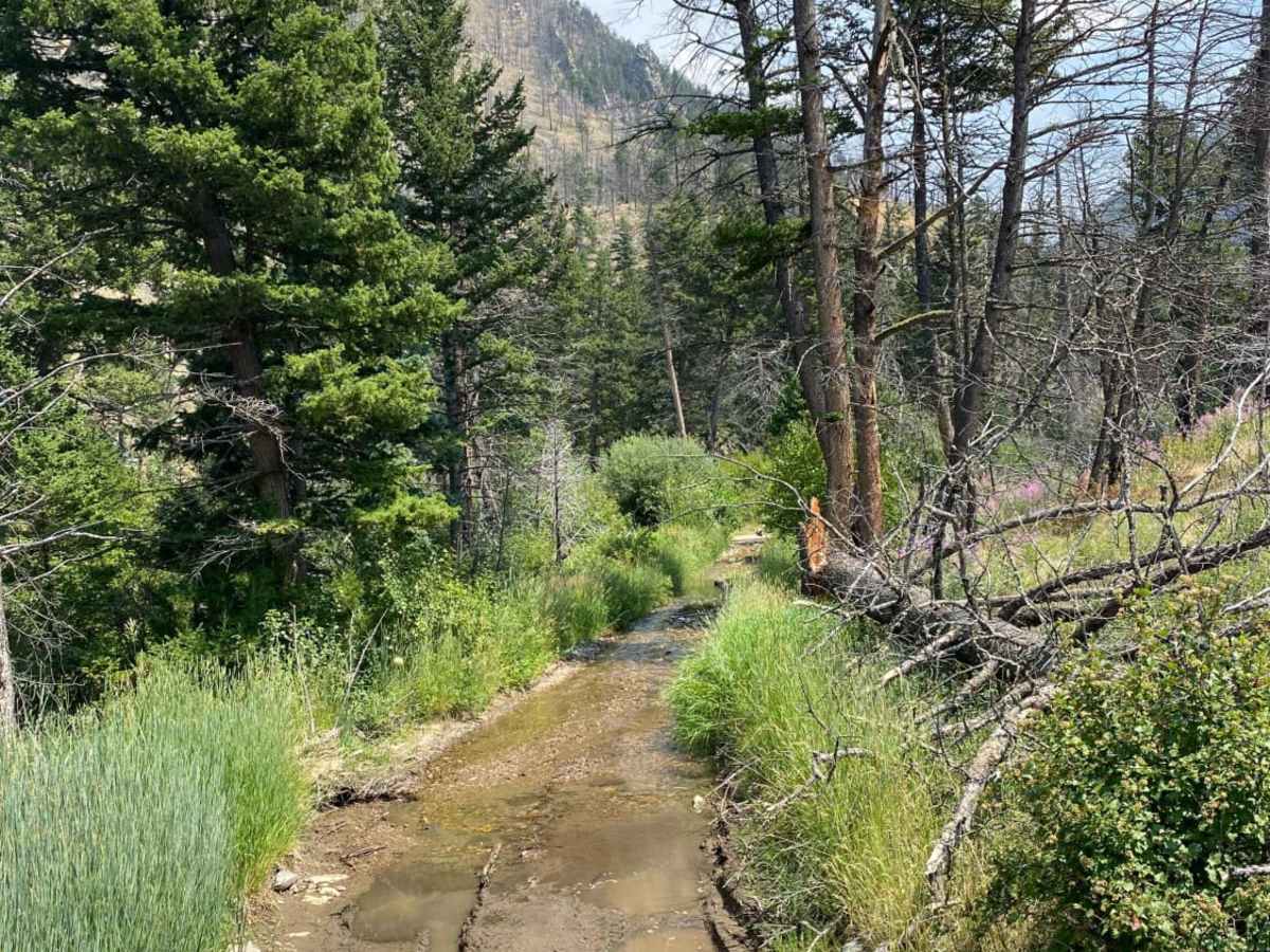 Sixmile Creek Road trail photo