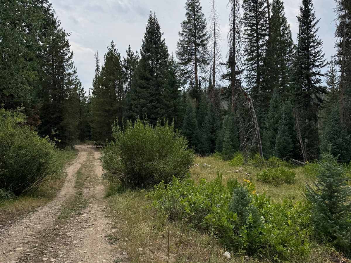 Upper Mill Creek Road - FS 468 photo 6