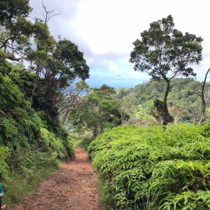 Trail is easy to follow and wide in beginning Near Wiliwilinui Ridge Trail