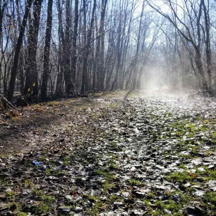 Misty morning on the trail wooded trail that leads to the river Near Kyle Park Horse Trail Loop