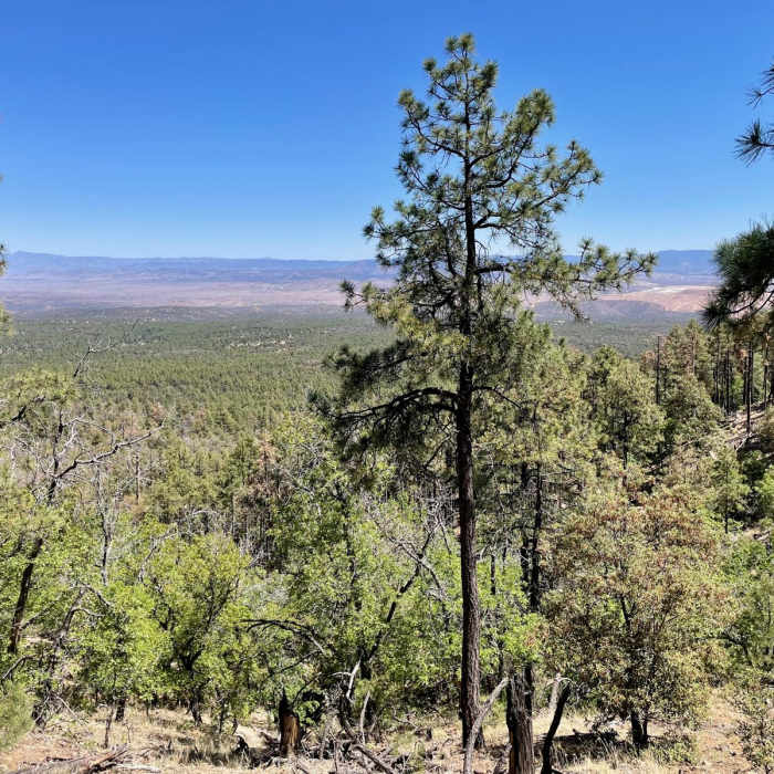 Near Continental Divide Trail: New Mexico Section 6