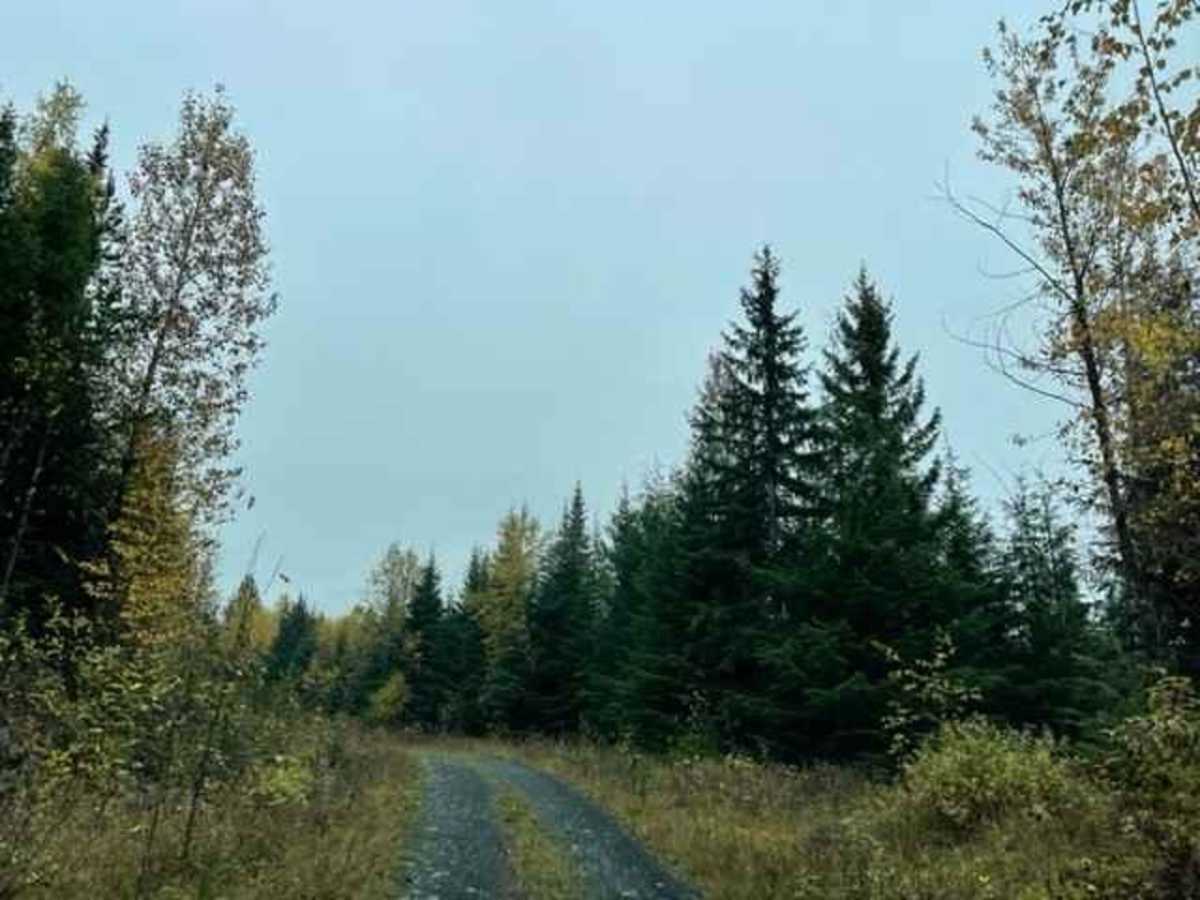 Brown Bear Road photo 3