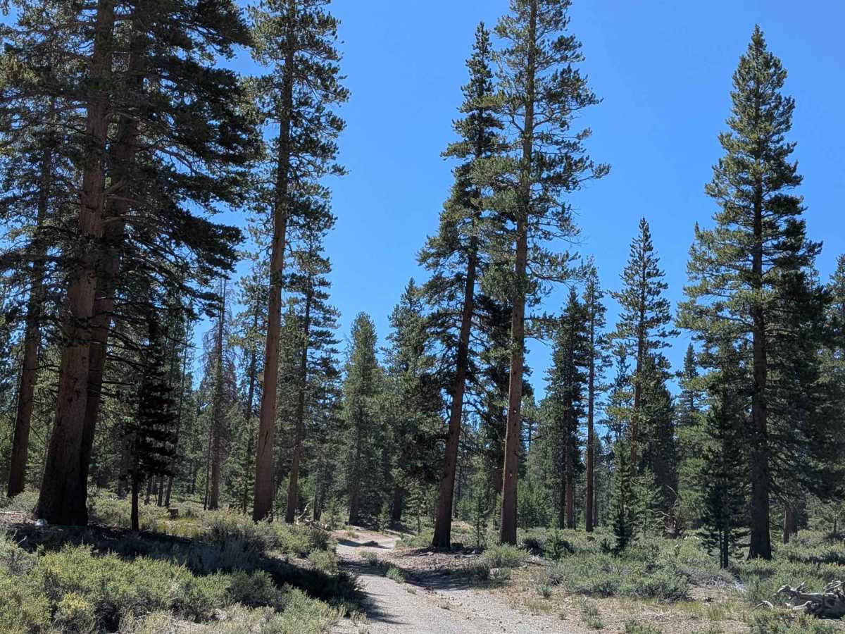 Forest Service Road 1S133 photo 3