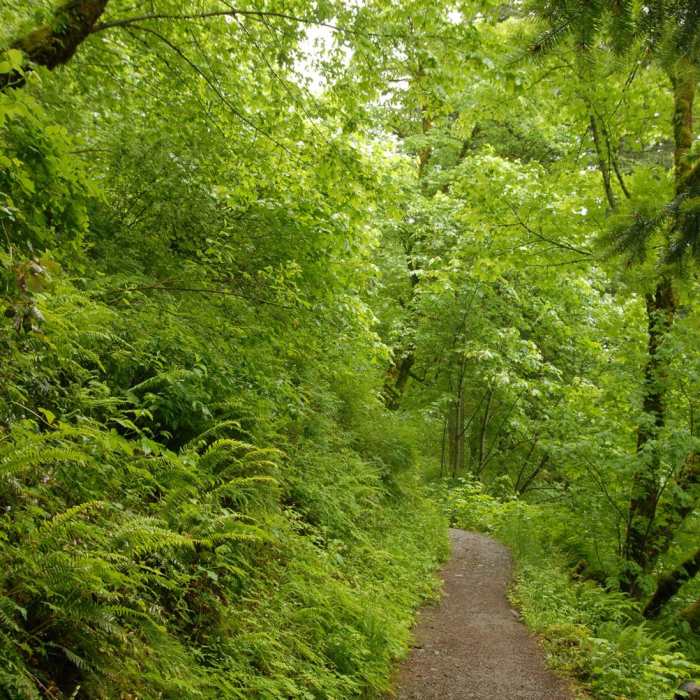 Near Multnomah Falls Loop