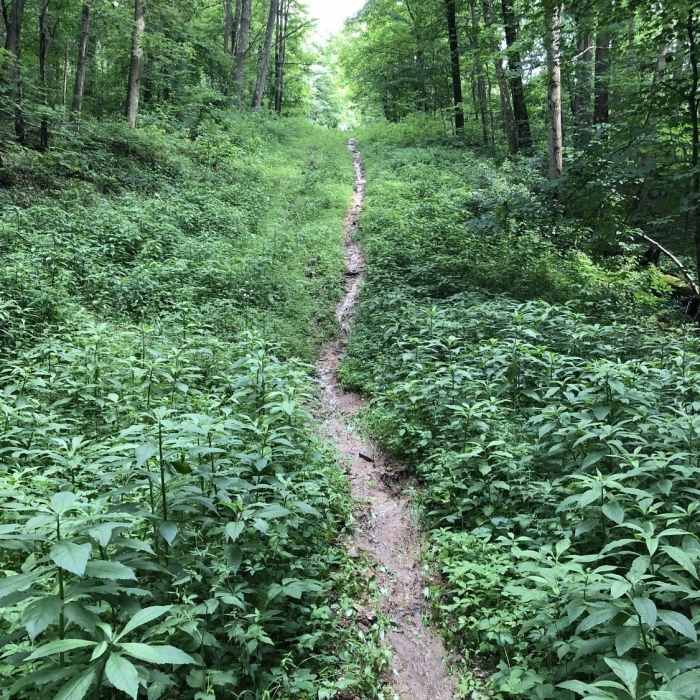 Near Red Trail