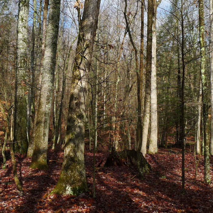 Near Bays Mountain Cherry Knob Fire Tower