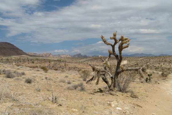 Wilson Trail Wash