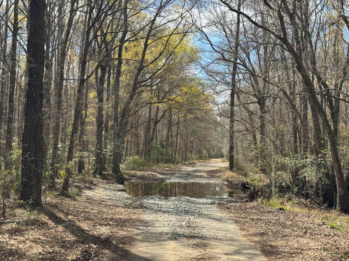 Logging Road trail photo
