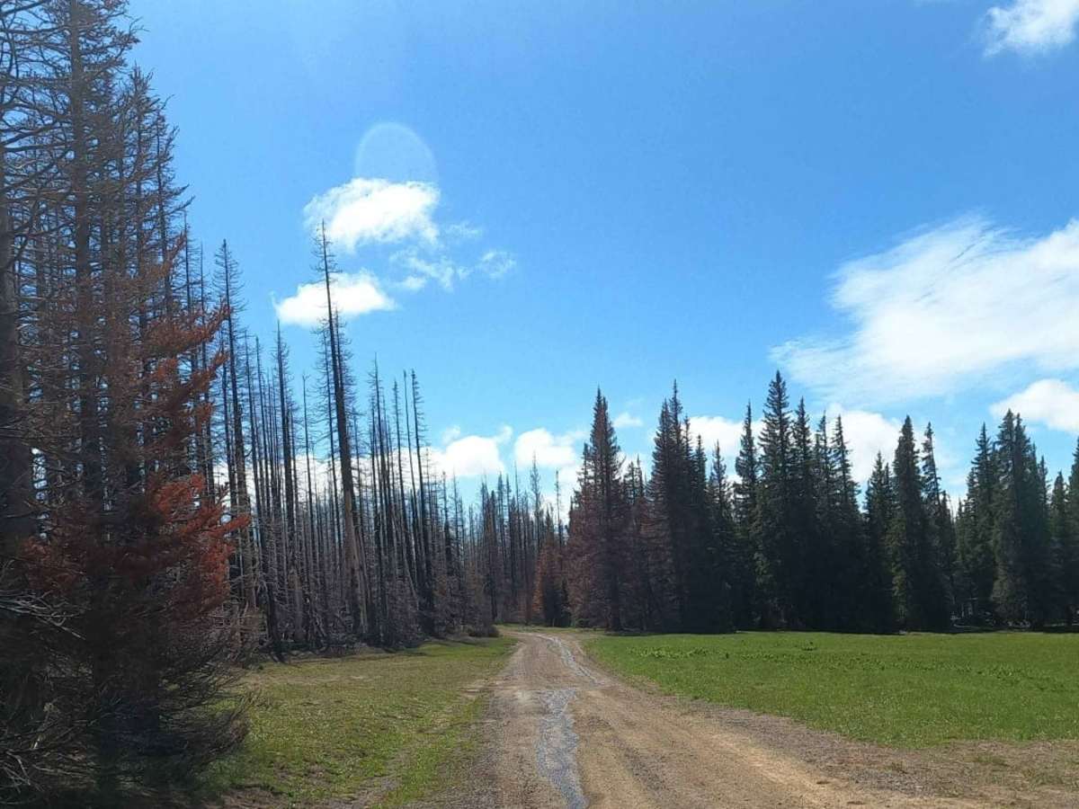 Timberwolf Mountain - NF1500-190 photo 3