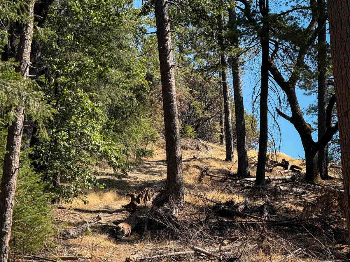 Trail 5-3 (11E54)  photo 3