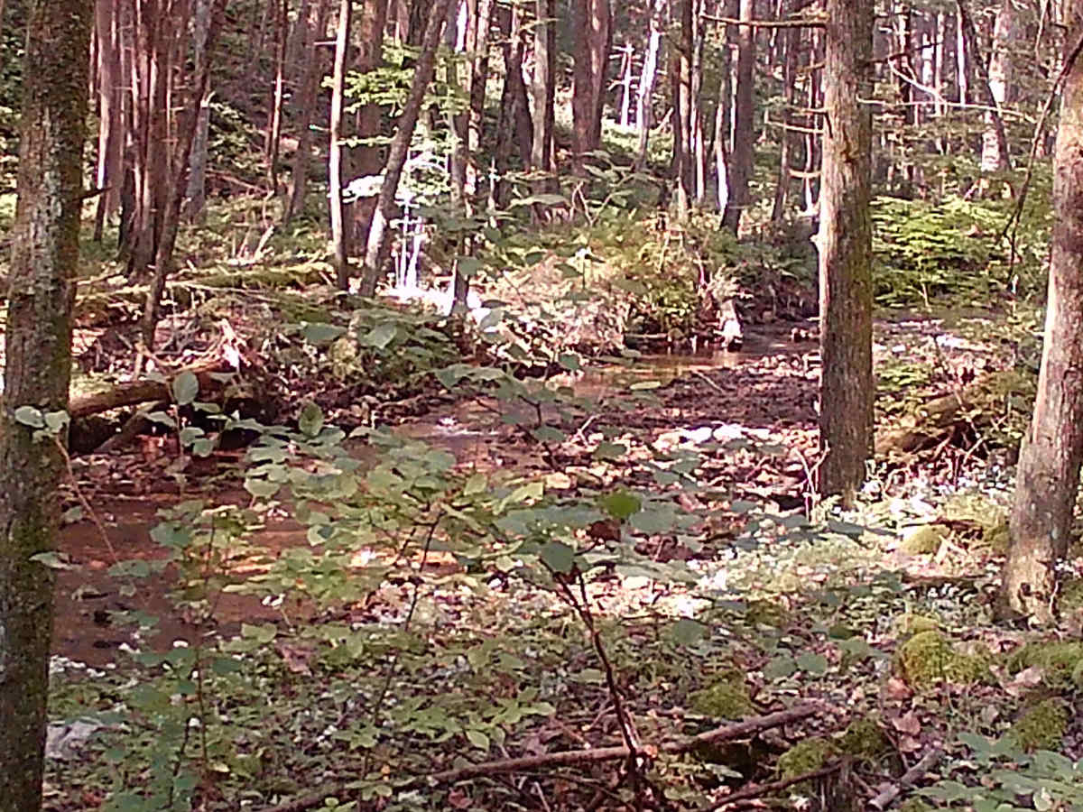 Timber Road photo 6