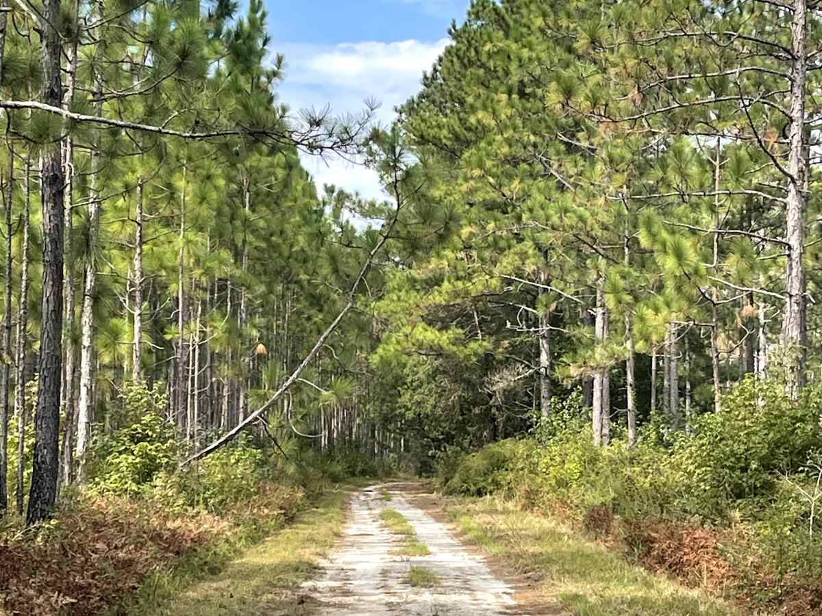 Tram Road trail photo