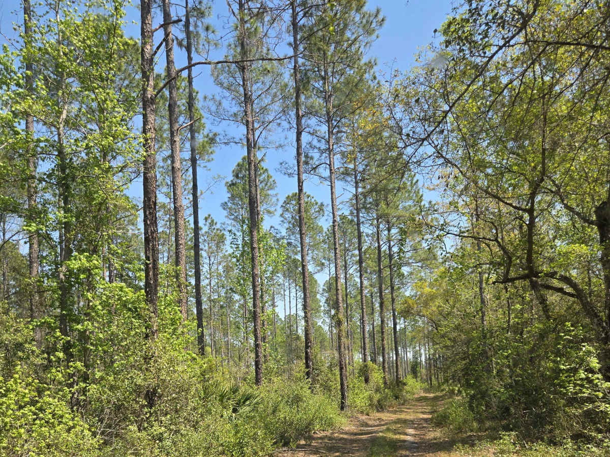 Lochloosa Swamp Trail photo 6