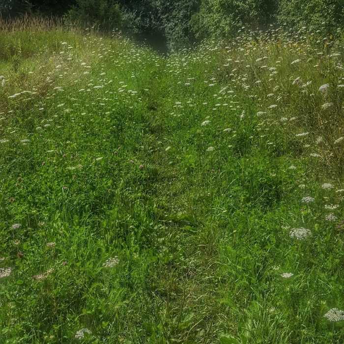 Prairie edge Near Ice Age Trail: Waterville Segment