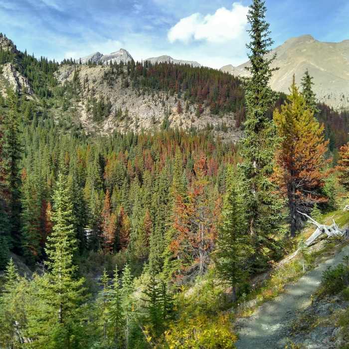 The rugged mountains and valleys that Maligne Pass Trail runs through. Poligne Creek is in the valley below the trail (lower right corner). Near Maligne Pass Trail