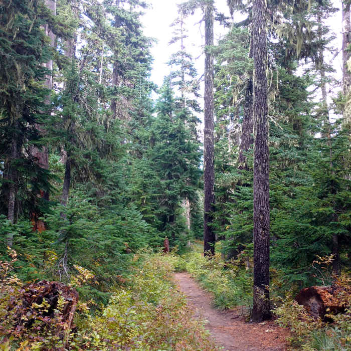 Portland September 2017 Near Elk Meadows Trail #645