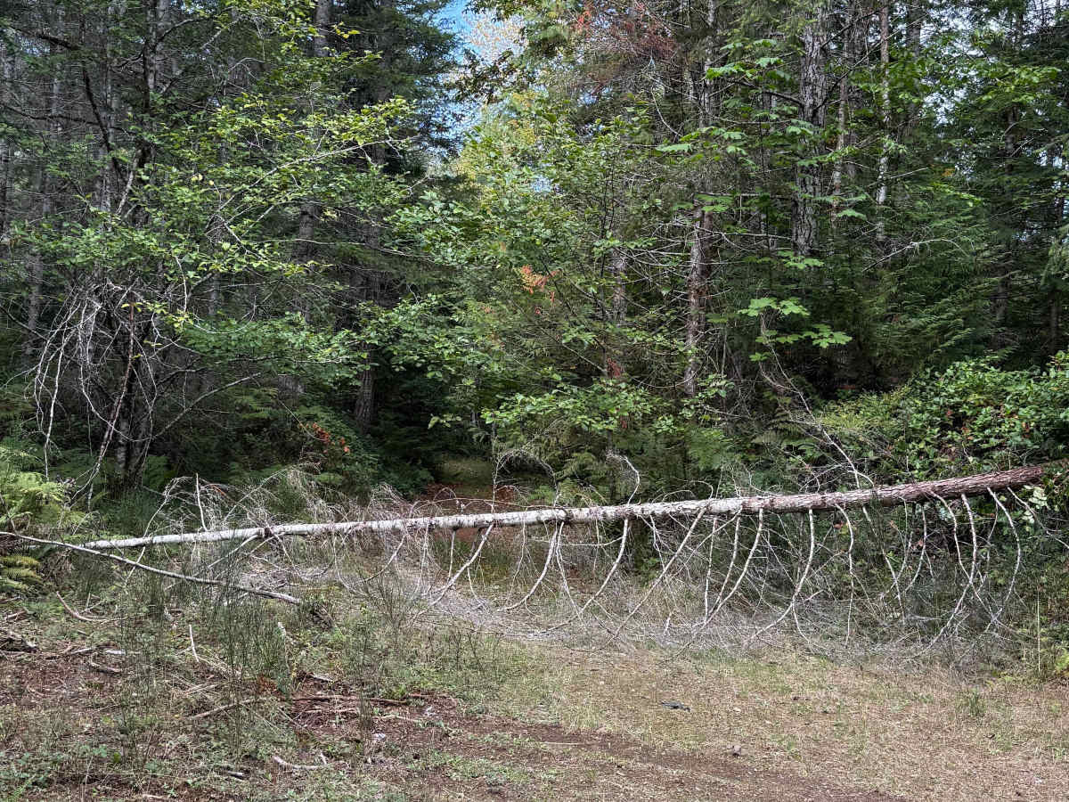 Hoodsport - North Cushman Connector photo 6