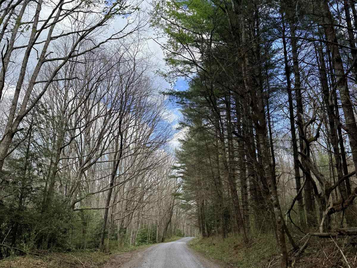 Tumbling Creek Road photo 6